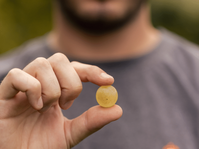 Aspettando la vendemmia 2025